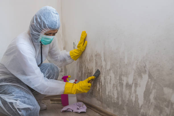 Best Asbestos and Lead Testing During Mold Inspection  in Watkinsville, GA
