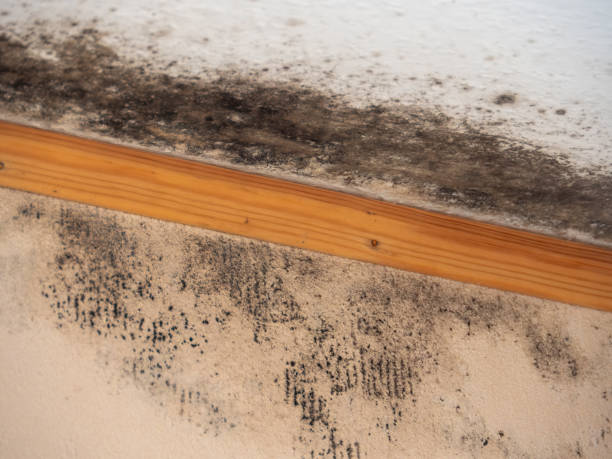 Dehumidification Services in Watkinsville, GA