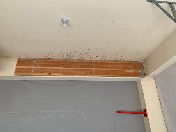 Best Emergency Mold Remediation  in Watkinsville, GA